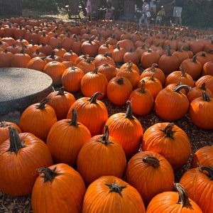 Meet your Posher, Colette